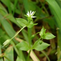 Stellaria media (L.) Vill.